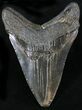 Fossil Megalodon Tooth - South Carolina #23746-2